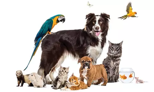 உரிமம் பெறாமல் செல்லப்பிராணிகள் வளர்ப்பது கண்டறியப்பட்டால் நடவடிக்கை