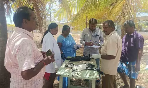 கால்நடைத்துறை அதிகாரிகள் ஆய்வு