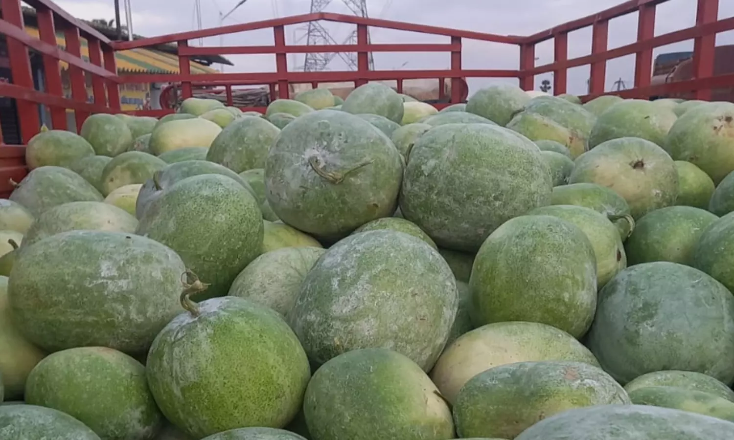 திண்டுக்கல்லில் பூசணிக்காய் விளைச்சல் அதிகரிப்பால் விலை கடும் சரிவு திண்டுக்கல்லில் பூசணிக்காய் விளைச்சல் அதிகரிப்பால் விலை கடும் சரிவு