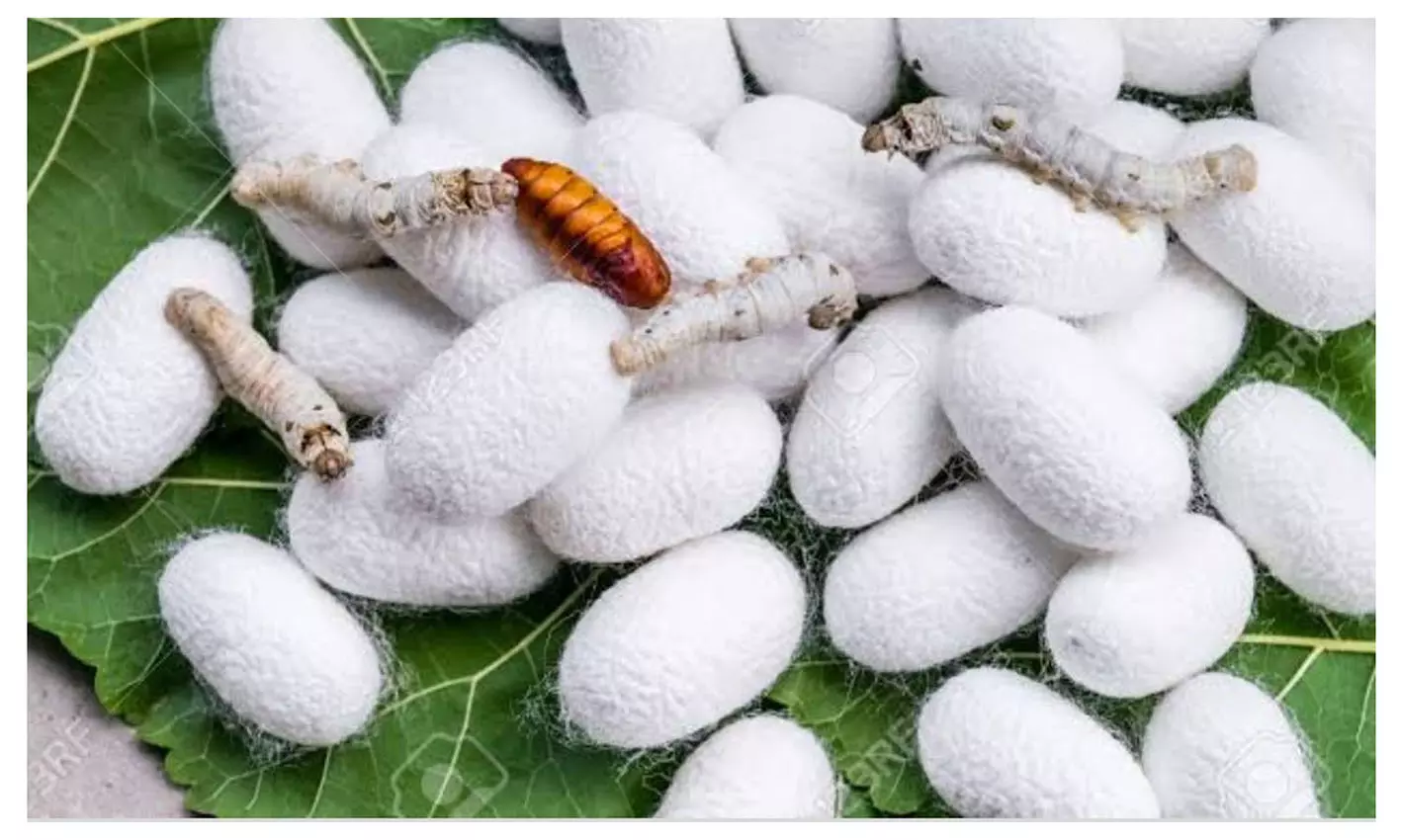 தருமபுரி அங்காடியில் ரூ.8½ லட்சத்துக்கு பட்டுக்கூடுகள் விற்பனை தருமபுரி அங்காடியில் ரூ.8½ லட்சத்துக்கு பட்டுக்கூடுகள் விற்பனை