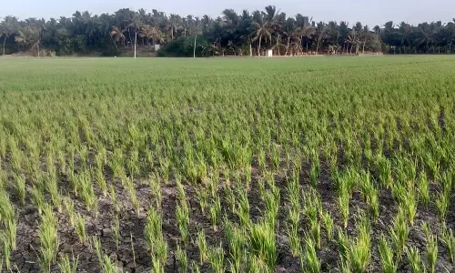 அகஸ்தீஸ்வரம் பகுதியில் தண்ணீர் இன்றி கருகும் நெற்பயிர்கள்