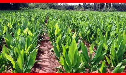 விவசாயிகளுக்கு மஞ்சள் சாகுபடி இலவச பயிற்சி