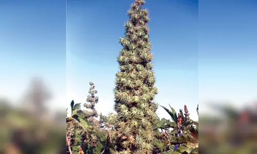 பரமத்தி வட்டாரத்தில் ஆமணக்கு பயிர் சாகுபடி செய்ய மானியம்