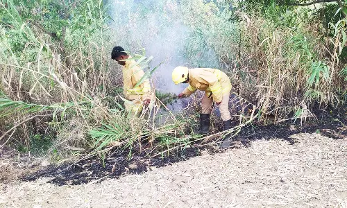 தீப்பற்றி எரிந்த நாணல் செடிகள்