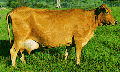 சிறப்பு கால்நடை மருத்துவ முகாம்