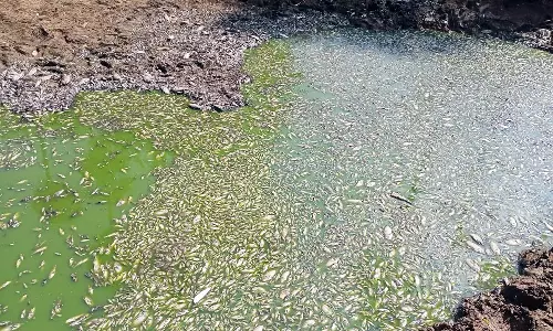 செங்குளம் குளத்தில் இறந்து கிடக்கும் மீன்கள்