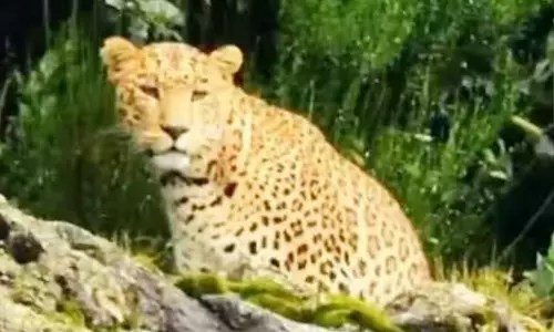 ஊட்டி அருகே சிறுத்தை நடமாட்டம்