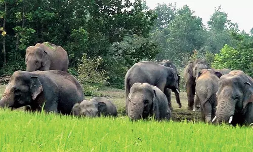 மகாராஜகடை வனப்பகுதியில், 7 யானைகள் முகாம்