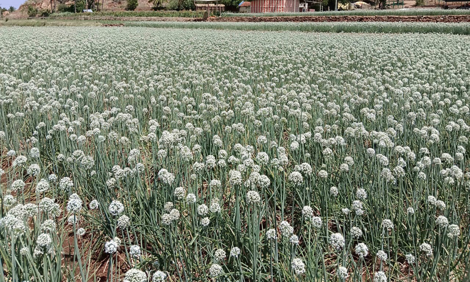 ஒட்டன்சத்திரத்தில் விதை எடுப்புக்காக பூத்துக்குலுங்கும் சின்ன வெங்காய பயிர்கள்