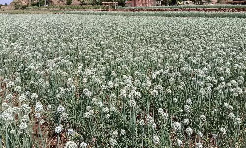 ஒட்டன்சத்திரத்தில் விதை எடுப்புக்காக பூத்துக்குலுங்கும் சின்ன வெங்காய பயிர்கள்