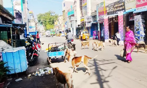 சின்னமனூர் அருகே வெறிநாய் கடித்து சிறுமி உள்பட 4 பேர் படுகாயம்