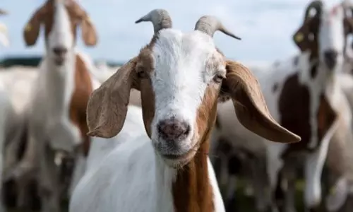 ஆடு திருடிய சிறுவர்கள் உள்பட 4 பேர் கைது