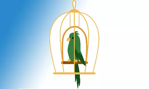 வீடுகளில் பச்சைக்கிளி வளர்க்க தடை