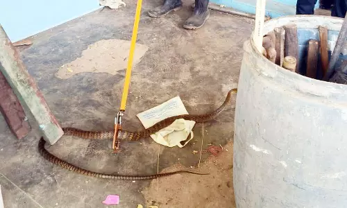 வீட்டிற்குள் நுழைந்த பாம்பு