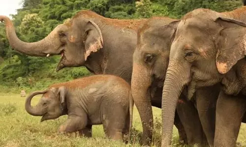 ஊட்டியில் பலாப்பழ வாசனையால் ஊருக்குள் வரும் யானைகள்