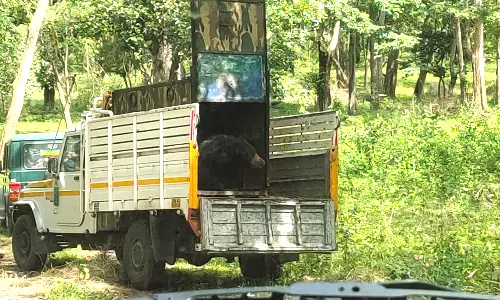 குன்னூா் அருகே போக்கு காட்டிய கரடி பிடிபட்டது