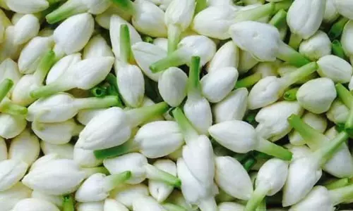 மல்லிகைப்பூ விலை கிலோ ரூ.500 ஆக  உயர்வு