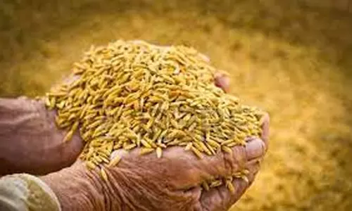 விவசாயிகளுக்கு நெல் விதைகள் வழங்கல்