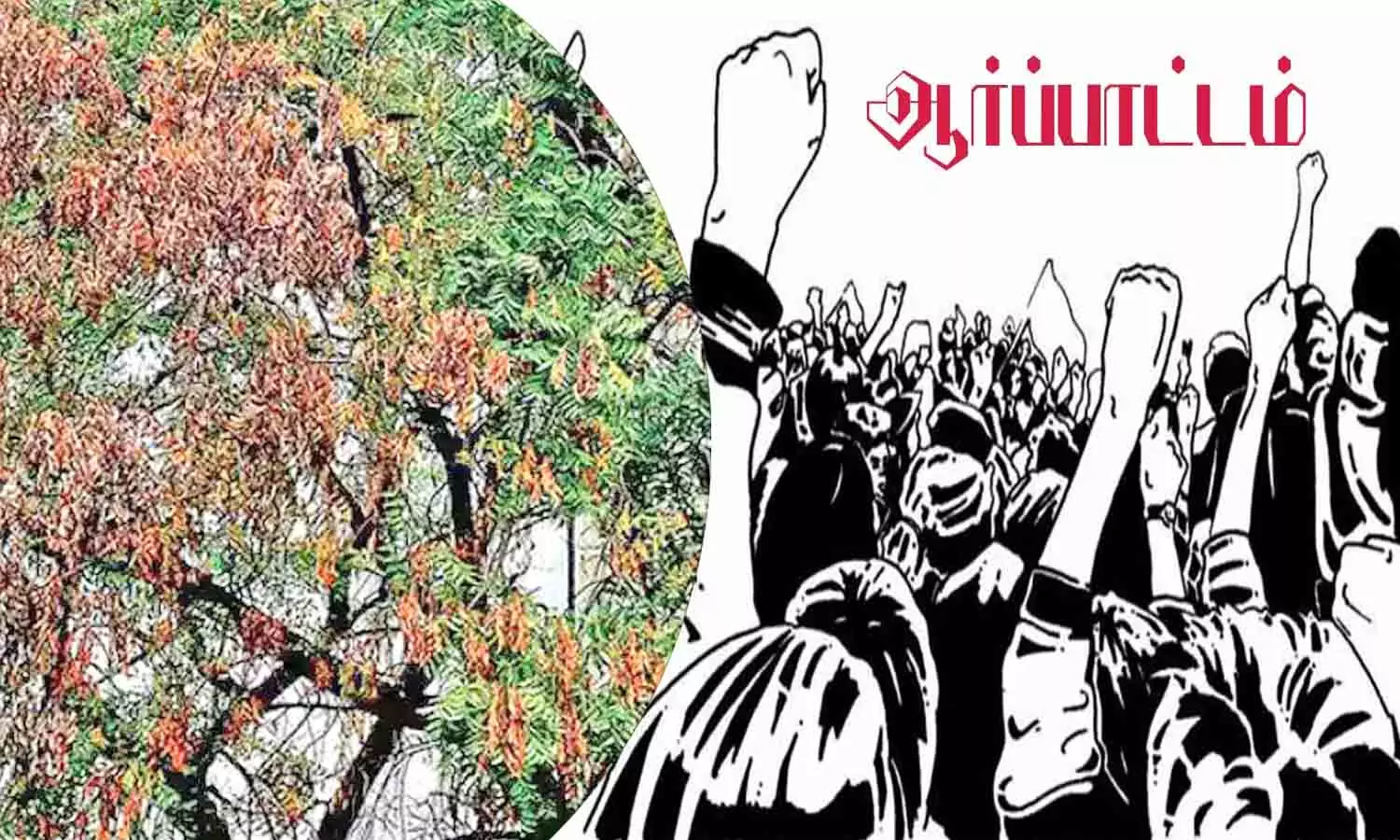 காய்ந்த வேப்ப மரத்தை அகற்றாவிட்டால் போராட்டம் - பொதுமக்கள் அறிவிப்பு காய்ந்த வேப்ப மரத்தை அகற்றாவிட்டால் போராட்டம் - பொதுமக்கள் அறிவிப்பு