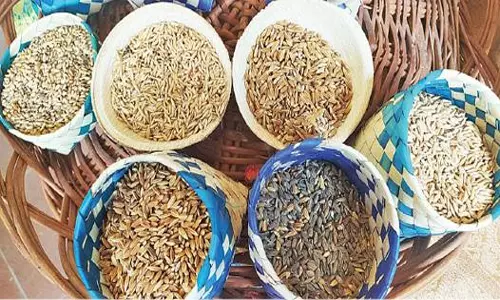 கீழ்பவானி பாசன பகுதியில் பயிரிட தேவையான விதை நெல் ரகங்கள் விற்பனைக்கு தயார்