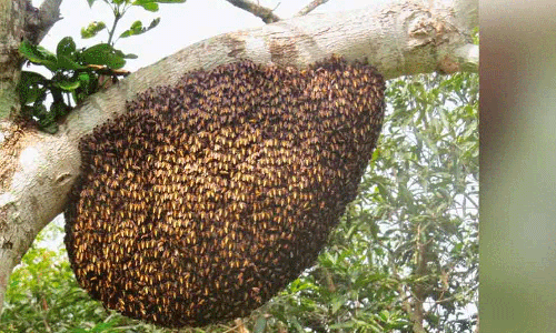 மலை தேனீக்கள் கொட்டி 20 பேர் காயம்