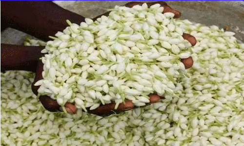 மதுரை பூ மார்க்கெட்டில் பூக்களின் விலை உயர்வு