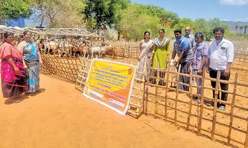 வெள்ளாடு, செம்மறி ஆடுகளில் குடற்புழுநீக்கம் செயல்விளக்கம்