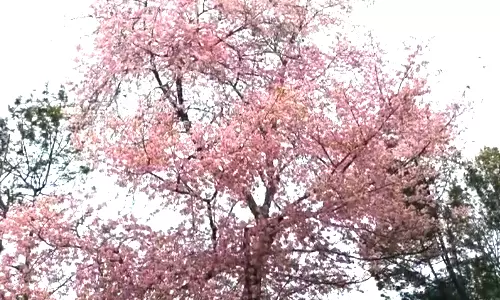 நீலகிரியில் பூத்து குலுங்கும் செர்ரி மலர்கள்