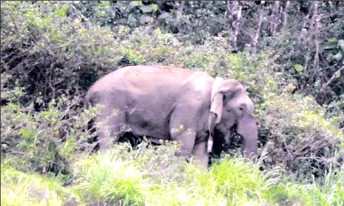 மக்னா யானையை தீவிரமாக கண்காணிக்கும் வனத்துறை