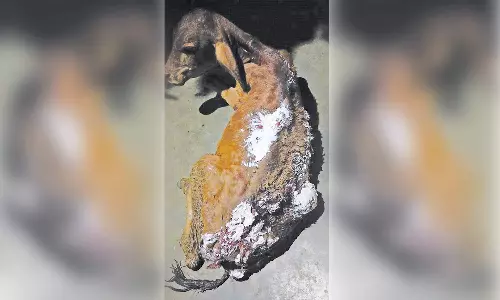 வேனில் அடிப்பட்டு இழுத்து செல்லப்பட்ட கன்று குட்டி