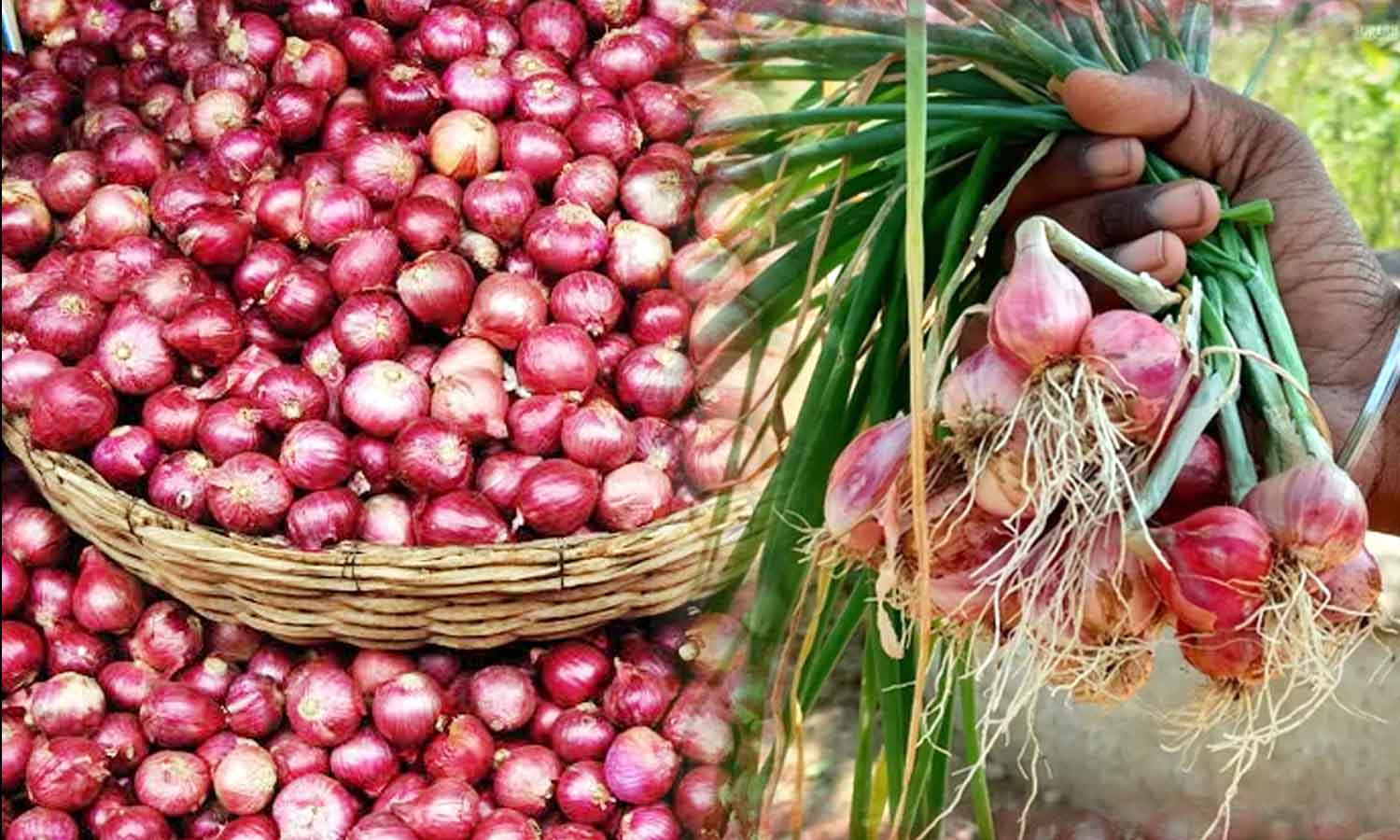 சின்ன வெங்காய ஏற்றுமதிக்கு  தனி  குறியீட்டு எண் வழங்க வேண்டும் - விவசாயிகள்  கோரிக்கை