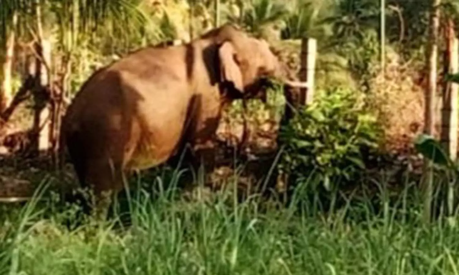 விவசாய நிலத்திற்குள் புகுந்த காட்டுயானை- வனத்துறையினர் காட்டுக்குள் விரட்டினர் விவசாய நிலத்திற்குள் புகுந்த காட்டுயானை- வனத்துறையினர் காட்டுக்குள் விரட்டினர்