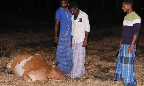 ஆறுமுகநேரியில் விஷம் வைக்கப்பட்ட உணவை தின்றதால் 5 மாடுகள் பலி