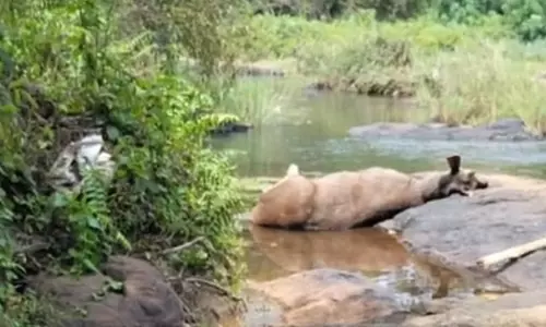 குமுளி அருகே மிளாமான் வேட்டையாடிய கும்பல்