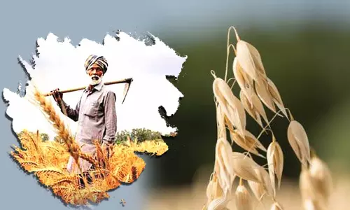 விவசாயிகளுக்கு சிறுதானிய உற்பத்தி தொழில்நுட்ப பயிற்சி