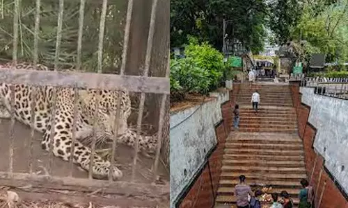 சிறுத்தைகள் தாக்குதலை தடுக்க திருப்பதி மலைப்பாதையில் வேலி அமைக்க கோரி ஐகோர்ட்டில் வழக்கு