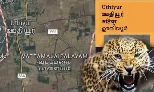 ஊதியூர் காப்புக்காட்டை வாழ்விடமாக்கிய சிறுத்தை தொடர்ந்து கண்காணிக்கும் வனத்துறை