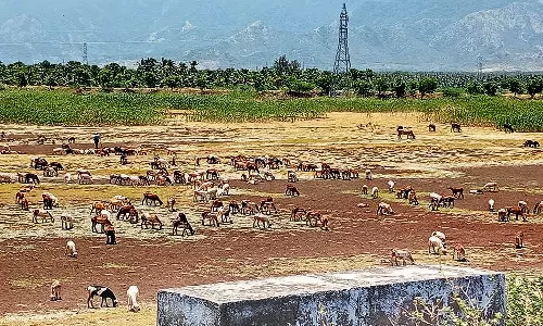 செங்கோட்டை  பகுதியில் பருவமழை பொய்த்ததால் வறண்ட குளங்கள்-விவசாயிகள் வேதனை