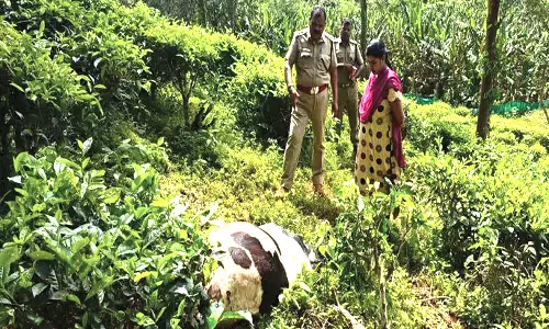 தேவர்சோலை அருகே மாட்டை அடித்துக்கொன்ற புலி