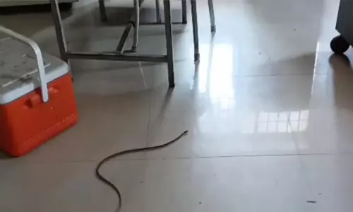 கலெக்டர் அலுவலக வளாகத்தில் உள்ள கேண்டினில் பாம்பு புகுந்ததால் பரபரப்பு