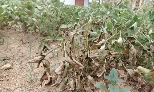 பருவமழை பொய்த்ததால் காய்ந்து வாடும் நிலக்கடலை