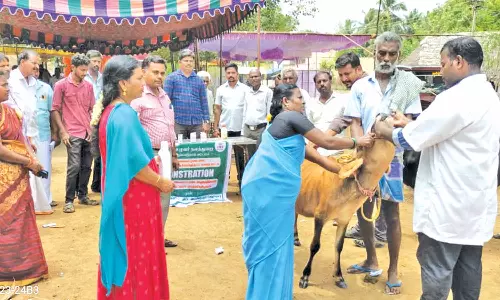 கால்நடைகளுக்கு குடற்புழு நீக்க செயல்விளக்க முகாம்
