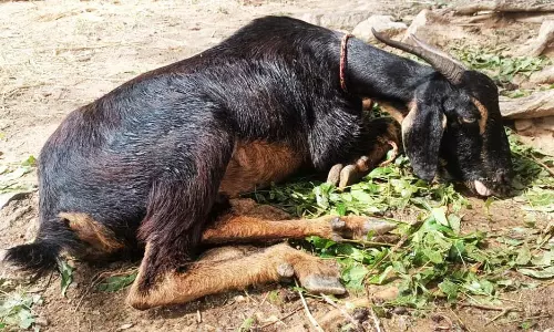 தருமபுரி வார சந்தைகளில்,   வியாபாரிகள் சேற்று நீரை நிரப்பி, விற்பனை செய்வதால் ஆடுகள் மரணம்  விவசாயிகள் கோரிக்கை