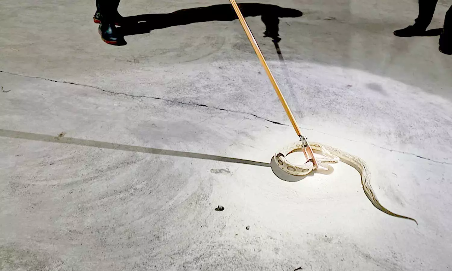 வீடுகளில் புகுந்த 2 பாம்புகள் பிடிபட்டது