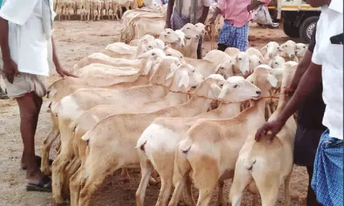 கன்னிவாடி சந்தையில் வரத்து குறைவால் ஆடுகளின் விலை உயர்வு