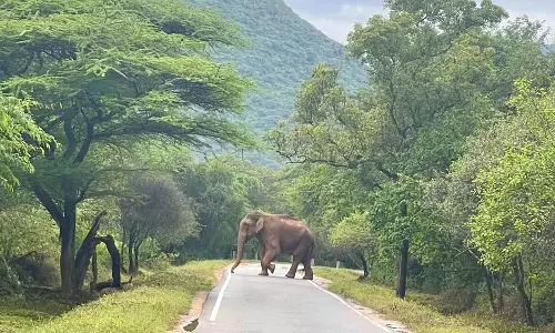 உடுமலை-மூணாறு சாலையில் சுற்றி திரியும் ஒற்றை யானை: வாகன ஓட்டிகள் அச்சம்
