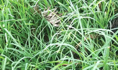 ஊட்டியில் தேயிலை, மலை காய்கறிகளை நோய் தாக்கும் அபாயம்