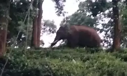 காட்டு யானைகள் ஊருக்குள் புகாதவாறு அகழி அமைக்க வேண்டும்-விவசாயிகள் கோரிக்கை