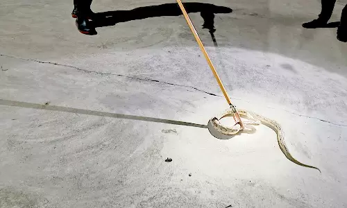 வீடுகளில் புகுந்த 2 பாம்புகள் பிடிபட்டது