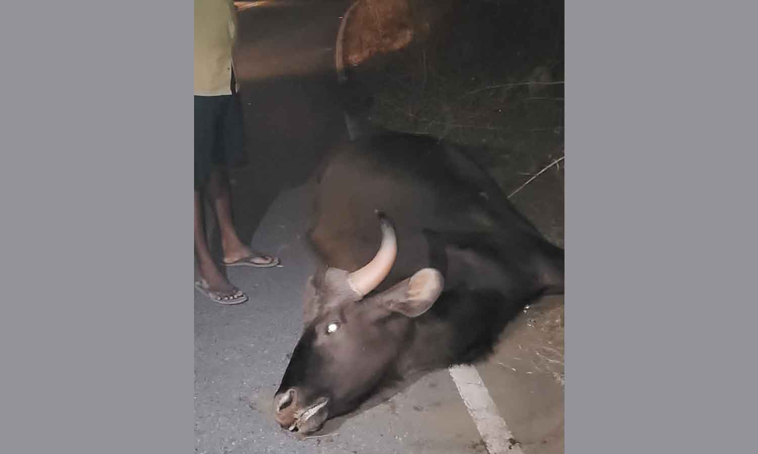 ஆனைகட்டி மலைப்பகுதியில் லாரி மோதி காட்டெருமை உயிரிழப்பு